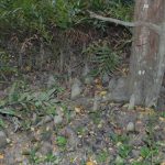 Root of Nyireh Batu