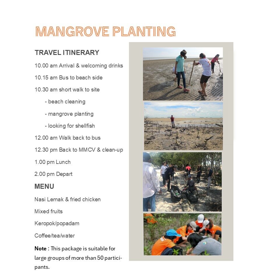 Mangrove Planting
